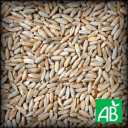 Seigle Bio